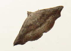 Laspeyria concavata