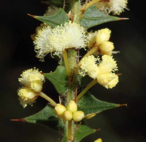 Acacia hastulata Sm.