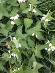 Lamium album