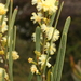Chunky Wattle - Photo (c) geoffbyrne, some rights reserved (CC BY-NC)