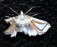 Musotiminae