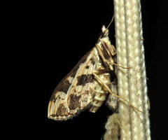 Ischnurges illustralis