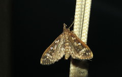 Ischnurges illustralis