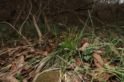 Carex genkaiensis iNat (3)