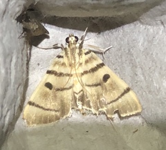 Dichocrocis definita