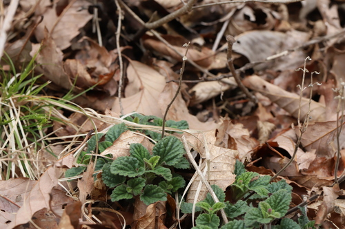 Scutellaria tsusimensis iNat (1)