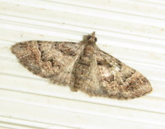 Mnesiloba eupitheciata