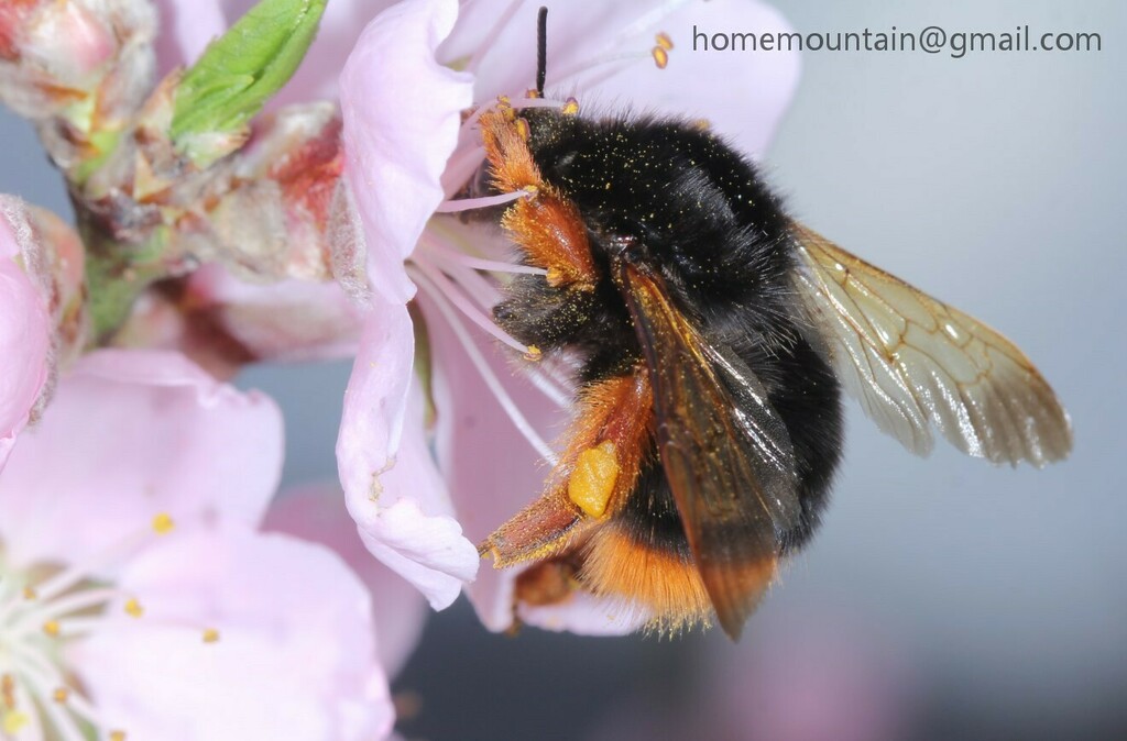 Flavescent Bumble Bee