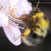 Bombus wolongensis - Photo (c) Homemountain/Shan Gui, some rights reserved (CC BY-NC), uploaded by Homemountain/Shan Gui
