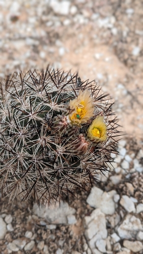 Image of Siler's Pincushion Cactus (Pediocactus sileri) by (c) Andrew Dudley, some rights reserved (CC BY)