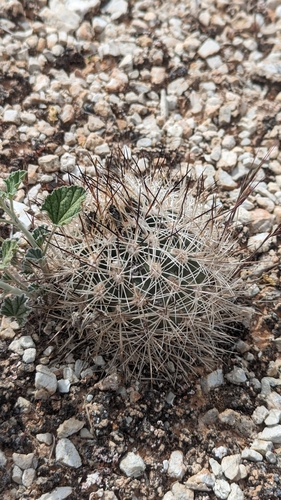 Image of Siler's Pincushion Cactus (Pediocactus sileri) by (c) Andrew Dudley, some rights reserved (CC BY)