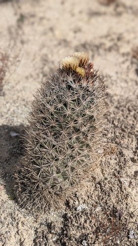 Image of Siler's Pincushion Cactus (Pediocactus sileri) by (c) Andrew Dudley, some rights reserved (CC BY)