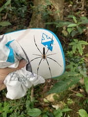 Nephila pilipes