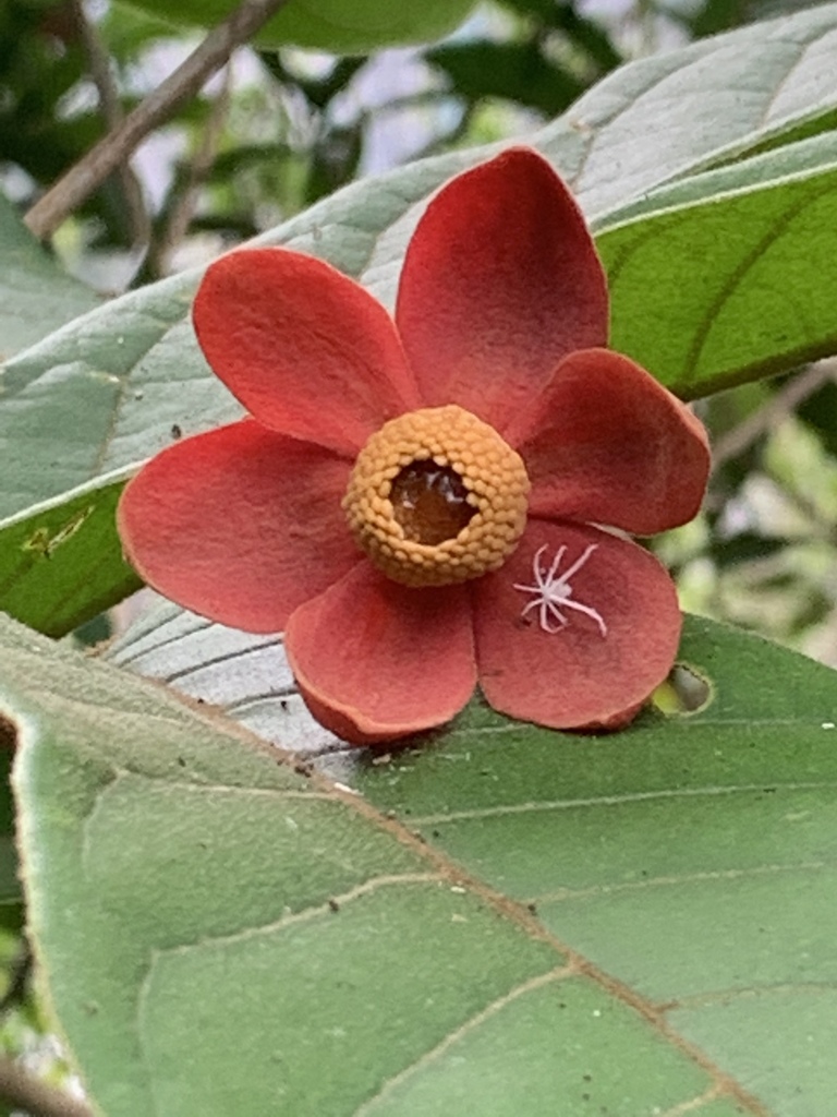 Uvarieae