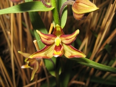 Epipactis veratrifolia