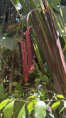 Heliconia mariae image