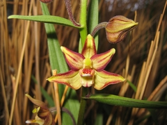 Epipactis veratrifolia
