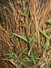 Epipactis veratrifolia