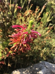 Erica abietina