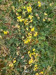 Lotus corniculatus