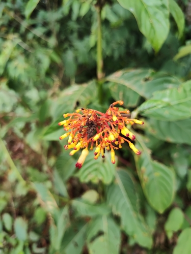 Palicourea triphylla, photograph 5