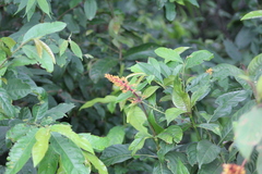 Palicourea triphylla, photograph (c) Martha Lucia Ortiz-Moreno, some rights reserved (CC BY)