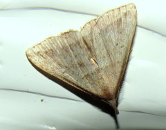 Lysimelia lenis