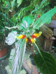 Impatiens niamniamensis