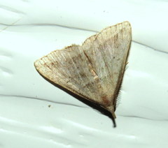 Lysimelia lenis