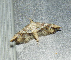 Palaeodes samealis