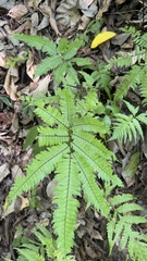 Adiantum tetraphyllum image