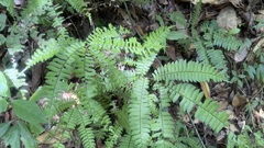 Adiantum tetraphyllum image