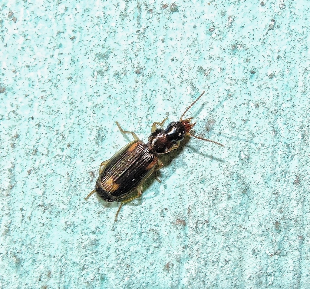 Anomotarus stigmula