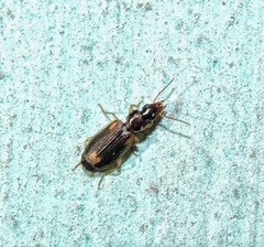 Anomotarus stigmula