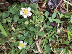 Fragaria hayatae
