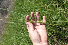 Carex hyalinolepis