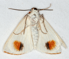 Thalaina selenaea