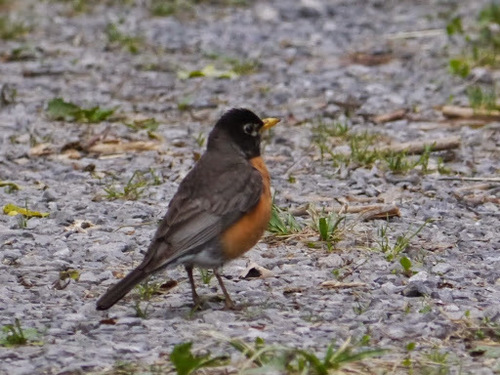 American Robin photographed in West Virginia