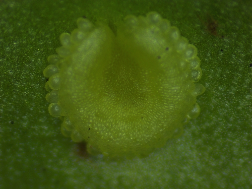 Nephrolepis falcata