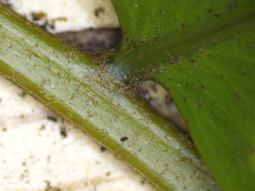 Nephrolepis falcata