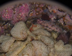 Botrylloides magnicoecus