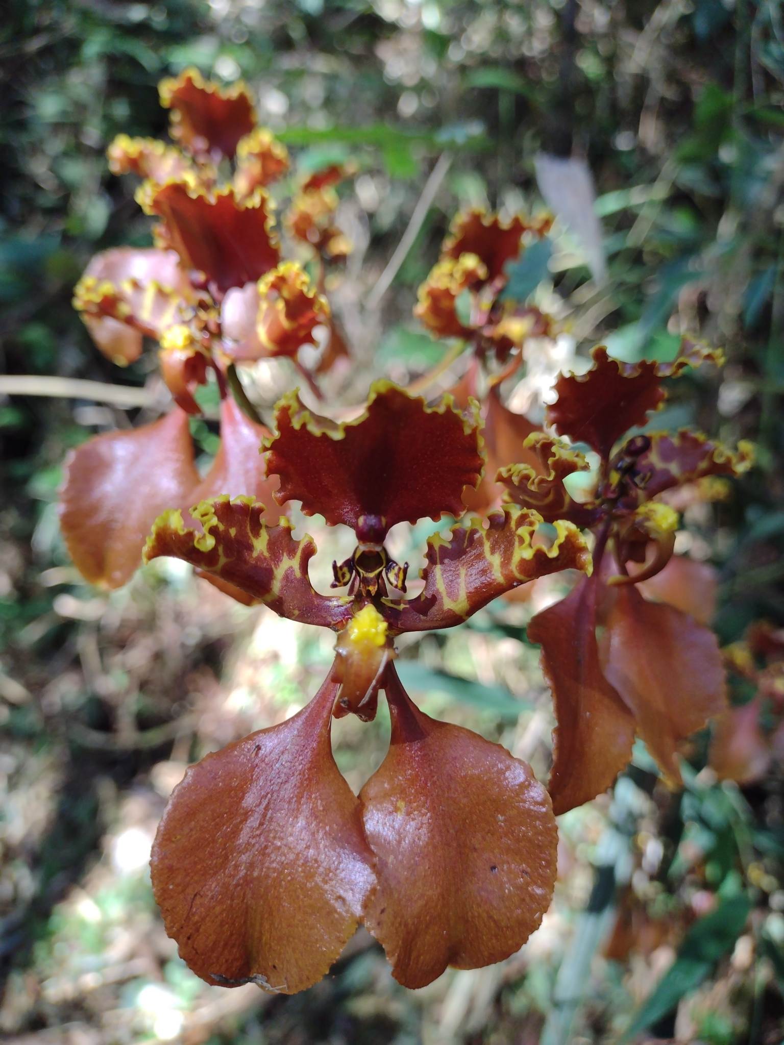 Cyrtochilum trifurcatum (Lindl.) Kraenzl. 4