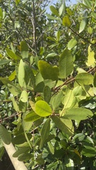 Laguncularia racemosa image