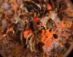 Chaperiopsis multifida