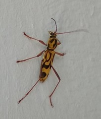 Chlorophorus annularis