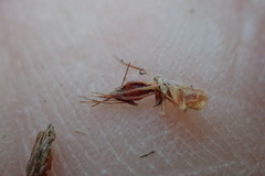 Rhynchospora capitellata