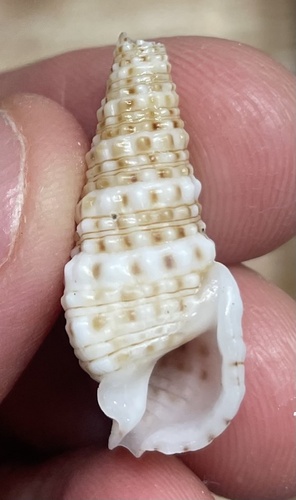 Rhinoclavis gemmata observed 2024-03-29