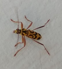 Chlorophorus annularis