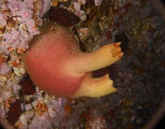 Ascidia incrassata