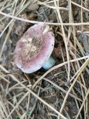 Russula capensis